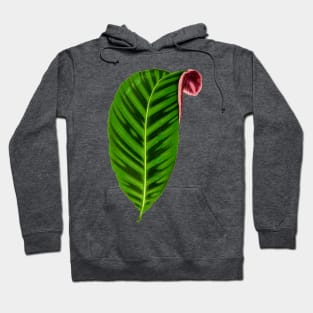 Calathea Zebrina - Rothschild Hoodie